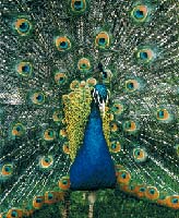 National Bird -Peacock